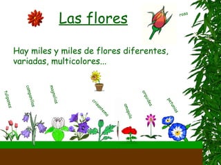 Las flores Hay miles y miles de flores diferentes, variadas, multicolores...  tulipanes campanillas magnolias amapola orqu í dea petunias rosa crisantemo 