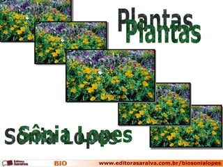 Plantas Sônia Lopes 