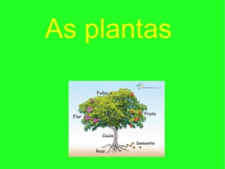 As plantas
 