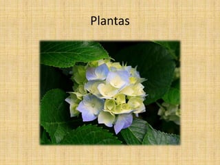 Plantas 