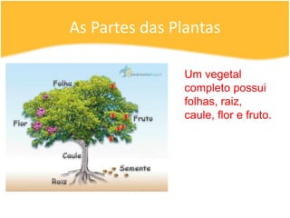 As Partes das PlantasUm vegetal completo possui folhas, raiz, caule, flor e fruto.