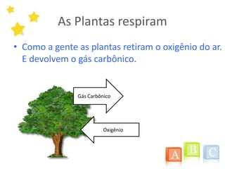 As Plantas respiramComo a gente as plantas retiram o oxigênio do ar. E devolvem o gás carbônico.Gás CarbônicoOxigênio