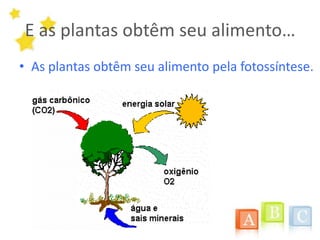 E as plantas obtêm seu alimento…As plantas obtêm seu alimento pela fotossíntese.