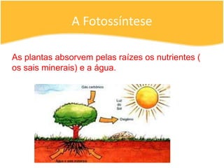 A FotossínteseAs plantas absorvem pelas raízes os nutrientes ( os sais minerais) e a água.
