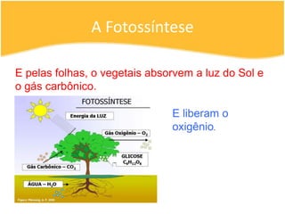 A FotossínteseE pelas folhas, o vegetais absorvem a luz do Sol e o gás carbônico.E liberam o oxigênio.