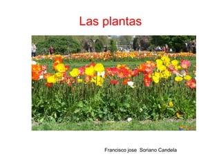 Las plantas Francisco jose   Soriano Candela Fontwork   