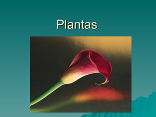 Plantas 