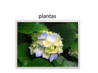 plantas
 