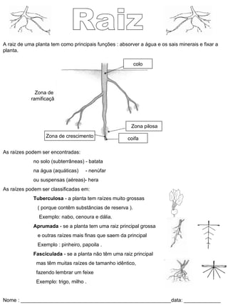 Raiz A raiz de uma planta tem como principais funções : absorver a água e os sais minerais e fixar a planta. As raízes podem ser encontradas:  no solo (subterrâneas) - batata na água (aquáticas)  - nenúfar ou suspensas (aéreas)- hera As raízes podem ser classificadas em:  Tuberculosa  - a planta tem raízes muito grossas  ( porque contêm substâncias de reserva ). Exemplo: nabo, cenoura e dália. Aprumada  - se a planta tem uma raiz principal grossa  e outras raízes mais finas que saem da principal  Exemplo : pinheiro, papoila . Fasciculada  - se a planta não têm uma raiz principal mas têm muitas raízes de tamanho idêntico, fazendo lembrar um feixe  Exemplo: trigo, milho . Nome : _____________________________________________________data: _____________  Zona de ramificação colo coifa Zona pilosa Zona de crescimento 