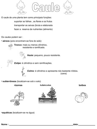 Caule O caule de uma planta tem como principais funções: suportar as folhas , as flores e os frutos transportar as seivas (bruta e elaborada  fazer a  reserva de nutrientes (alimento) Os caules podem ser : aéreos  (pois encontram-se fora do solo) Tronco:  mais ou menos cilíndrico,   resistente e ramificado.  Haste:   pequeno, pouco resistente. Estipe :  é cilíndrico e sem ramificações. .   Colmo :  é cilíndrico e apresenta nós bastante nítidos.    (cana) subterrâneos  (localizam-se sob o solo) rizomas tubérculos  bolbos aquáticas  (localizam-se na água) Nome : _____________________________________________________data:______________ 