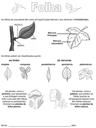 Folha As folhas de uma planta têm como principal função fabricar o seu alimento (  FOTOSSÍNTESE ). As folhas podem ser classificadas quanto: ao limbo    às nervuras simples    composta    paralelinérvia  peninérvia  palminérvia Há plantas, como o  pinheiro , que apresentam a sua folhagem durante todo o ano pois têm folhas perenes ou persistentes. Chamam-se  plantas de folha perene. Há plantas, como o  plátano , que perdem as folhas quando as temperaturas descem pois têm folhas caducas. Chamam-se  plantas de folha caduca. Nome : ____________________________________________________ data : _______________ Nervura secundária Nervura Principal 