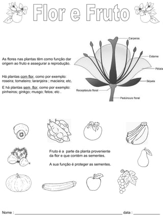 Flor e Fruto As flores nas plantas têm como função dar origem ao fruto e assegurar a reprodução. Há plantas  com flor , como por exemplo: roseira; tomateiro; laranjeira ; macieira; etc. E há plantas  sem  flor , como por exemplo: pinheiros; ginkgo; musgo; fetos; etc . Fruto é a  parte da planta proveniente da flor e que contém as sementes. A sua função é proteger as sementes. Nome : _____________________________________________________ data : _____________ 