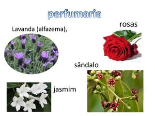 rosas
Lavanda (alfazema),




                      sândalo


              jasmim
 