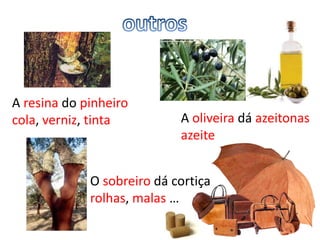 A resina do pinheiro
cola, verniz, tinta         A oliveira dá azeitonas
                            azeite


             O sobreiro dá cortiça
             rolhas, malas …
 