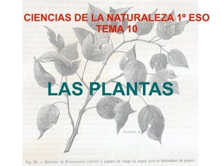 CIENCIAS DE LA NATURALEZA 1º ESO
             TEMA 10




   LAS PLANTAS
 