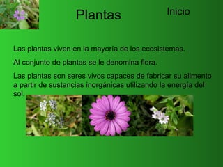 Plantas                     Inicio


Las plantas viven en la mayoría de los ecosistemas.
Al conjunto de plantas se le denomina flora.
Las plantas son seres vivos capaces de fabricar su alimento
a partir de sustancias inorgánicas utilizando la energía del
sol.
 