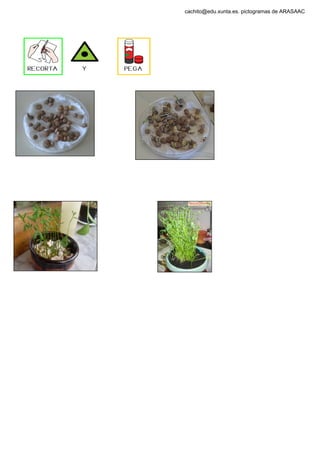 cachito@edu.xunta.es. pictogramas de ARASAAC
 