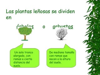 Las plantas leñosas se dividen
en
     árboles         o     arbustos




    Un solo tronco       De mediano tamaño
   alargado, con         con ramas que
   ramas a cierta        nacen a la altura
   distancia del         del suelo.
   suelo.
 