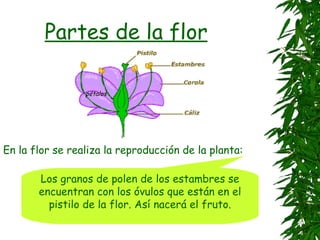 Partes de la flor

                 pétalos




En la flor se realiza la reproducción de la planta:

       Los granos de polen de los estambres se
       encuentran con los óvulos que están en el
         pistilo de la flor. Así nacerá el fruto.
 