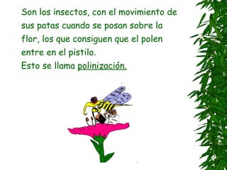 Son los insectos, con el movimiento de
sus patas cuando se posan sobre la
flor, los que consiguen que el polen
entre en el pistilo.
Esto se llama polinización.
 