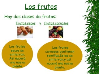 Los frutos
Hay dos clases de frutos:
      Frutos secos   y frutos carnosos




  Los frutos                Los frutos
   secos se             carnosos contienen
  entierran.             semillas.Éstas se
  Así nacerá              entierran,y así
  una nueva              nacerá una nueva
    planta                    planta.
 