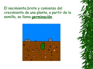 El nacimiento,brote y comienzo del
crecimiento de una planta, a partir de la
semilla, se llama germinación.
 