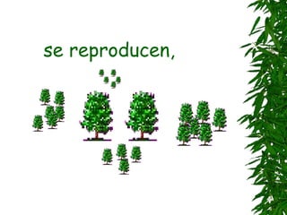 se reproducen,
 