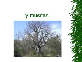 y mueren.
 