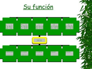 Su función


         L a ra íz                                       E l ta l o                         L as h oja s                                   L a s fl o re s              L os frutos

                                                                                                    s i r ve n p a ra



* fija r la p la n t a a l s u e lo        * s o ste n e r l a p l a n t a            * f a b ri c a r e l a l i m e n to             * l a re p ro d u cc i ó n   * l a re p ro d u cc i ó n
* a b so rb e r a g u a y m i n e ra l e s * l a ci r cu l a ci ó n d e l a sa vi a   * l a re s p i r a c i ó n d e l a p l a n ta
 