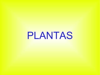 PLANTAS
 