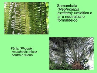 Samambaia
                      (Nephrolepis
                      exaltata): umidifica o
                      ar e neutraliza o
                      formaldeído




Fênix (Phoenix
roebelenii): eficaz
contra o xileno
 