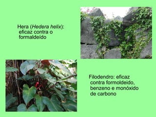 Hera (Hedera helix):
eficaz contra o
formaldeído




                       Filodendro: eficaz
                       contra formoldeido,
                       benzeno e monóxido
                       de carbono
 