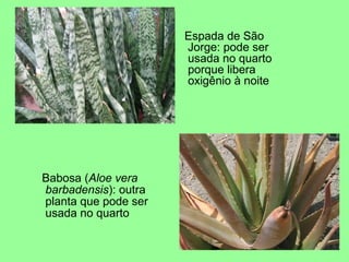 Espada de São
                      Jorge: pode ser
                      usada no quarto
                      porque libera
                      oxigênio à noite




Babosa (Aloe vera
barbadensis): outra
planta que pode ser
usada no quarto
 