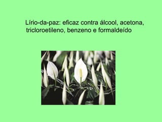 Lírio-da-paz: eficaz contra álcool, acetona,
tricloroetileno, benzeno e formaldeído
 