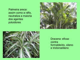 Palmeira areca:
assim como a ráfis,
neutraliza a maioria
dos agentes
poluidores




                       Dracena: eficaz
                       contra
                       formaldeído, xileno
                       e tricloroetileno
 