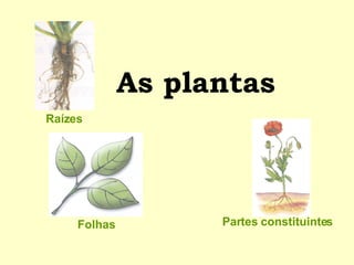 As plantas Folhas Partes constituintes Raízes 