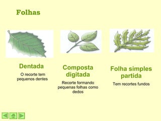 Folhas Dentada  O recorte tem pequenos dentes Composta digitada Recorte formando pequenas folhas como dedos Folha simples partida Tem recortes fundos 