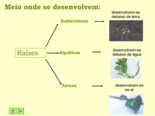 Meio onde se desenvolvem: Raízes Subterrâneas Aquáticas Aéreas desenvolvem-se debaixo de terra desenvolvem-se debaixo de água desenvolvem-se no ar 