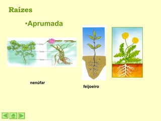 Aprumada Raízes nenúfar feijoeiro 
