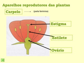 Aparelhos reprodutores das plantas Carpelo (parte feminina) Estigma Estilete Ovário 