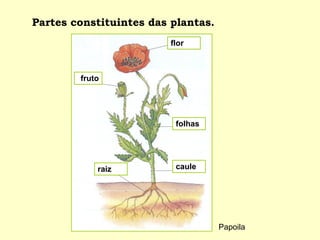 Partes constituintes das plantas. Papoila flor fruto raiz caule folhas 