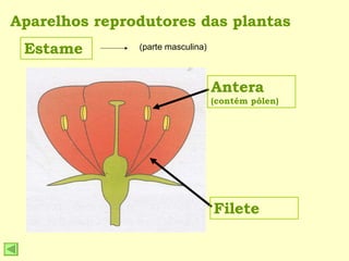 Aparelhos reprodutores das plantas Estame Antera  (contém pólen) Filete (parte masculina) 
