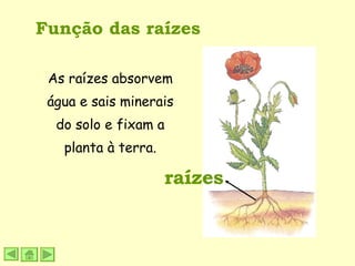 Função das raízes raízes As raízes absorvem água e sais minerais do solo e fixam a planta à terra. 