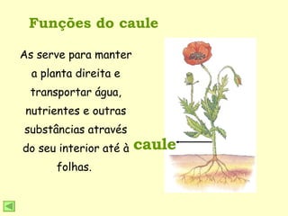 Funções do caule caule As serve para manter a planta direita e transportar água, nutrientes e outras substâncias através do seu interior até à folhas.  