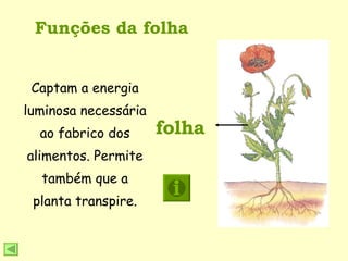 Funções da folha folha Captam a energia luminosa necessária ao fabrico dos alimentos. Permite também que a planta transpire. 