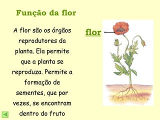 Função da flor flor A flor são os órgãos reprodutores da planta. Ela permite que a planta se reproduza. Permite a formação de sementes, que por vezes, se encontram dentro do fruto 