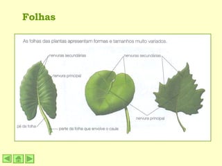 Folhas 