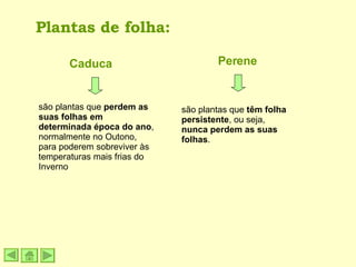 Plantas de folha: Caduca Perene são plantas que  perdem as suas folhas em determinada época do ano , normalmente no Outono, para poderem sobreviver às temperaturas mais frias do Inverno são plantas que  têm folha persistente , ou seja,  nunca perdem as suas folhas . 