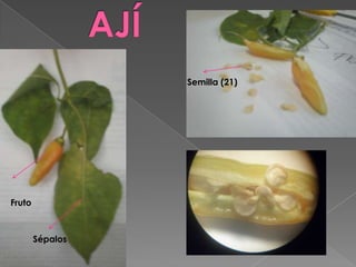 Semilla (21)




Fruto



        Sépalos
 