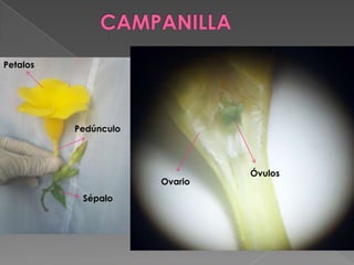 Petalos




          Pedúnculo




                               Óvulos
                      Ovario
           Sépalo
 